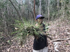 Encyclia nematocaulon