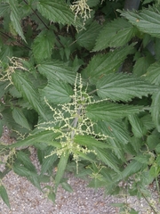 Urtica dioica