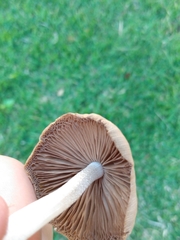 Conocybe apala