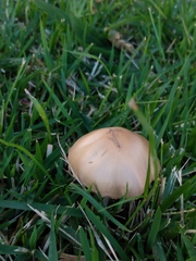 Conocybe apala