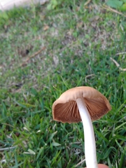 Conocybe apala