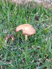 Conocybe apala