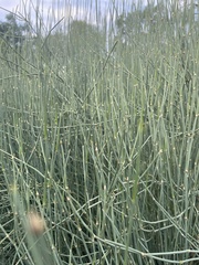Ephedra equisetina