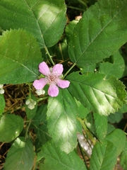 Rubus creticus