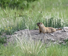 Marmota sibirica
