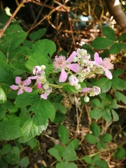 Rubus creticus