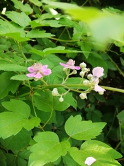 Rubus creticus
