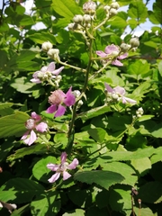 Rubus creticus