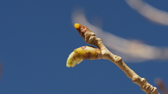 Populus fremontii fremontii