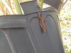 Anolis sagrei