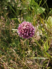 Allium rotundum