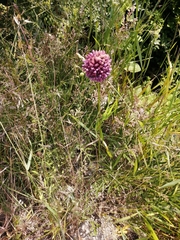 Allium rotundum