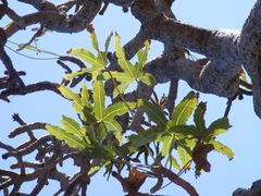 Cussonia natalensis