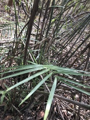 Pseudophoenix sargentii