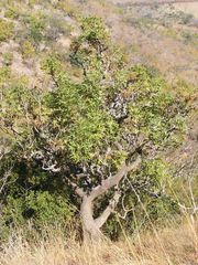 Cussonia natalensis