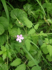 Geranium robertianum