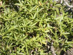 Cussonia natalensis