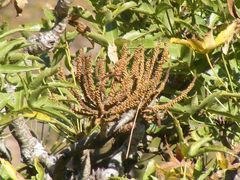 Cussonia natalensis