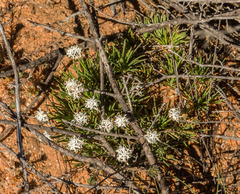 Borya constricta