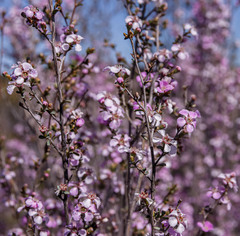 Leptospermum erubescens