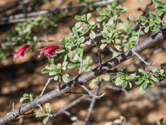 Prostanthera grylloana