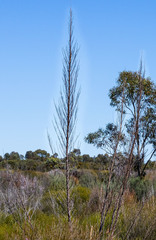 Codonocarpus cotinifolius
