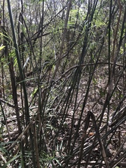 Pseudophoenix sargentii