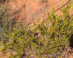 Melaleuca quadrifida