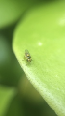 Chloropidae