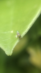 Chloropidae
