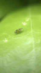 Chloropidae