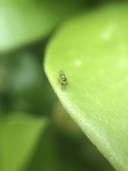 Chloropidae