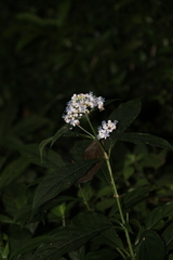 Hydrangea febrifuga