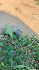 Polyommatus amandus