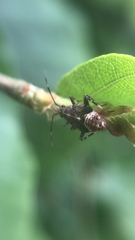 Deraeocoris flavilinea
