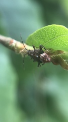 Deraeocoris flavilinea