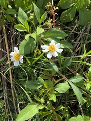 Bidens alba