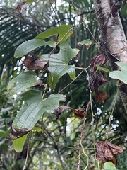 Dioscorea multiloba
