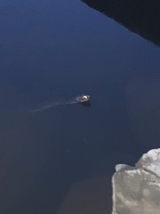 Nerodia sipedon sipedon