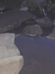 Nerodia sipedon sipedon