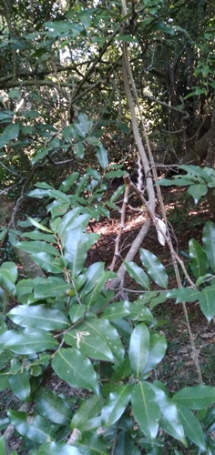 Forest Lemon Rope (Salacia gerrardii)