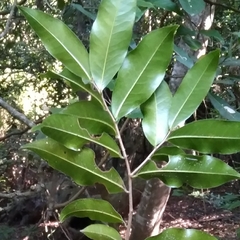 Salacia gerrardii