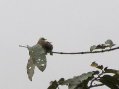 Conopias cinchoneti