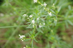 Chrysanthia viridissima