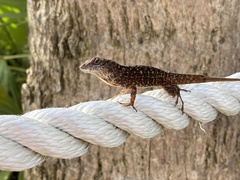 Anolis sagrei