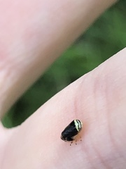 Clastoptera testacea