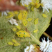Utamphorophora crataegi - Photo (c) Tom Murray, algunos derechos reservados (CC BY-NC), subido por Tom Murray