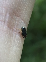 Clastoptera testacea