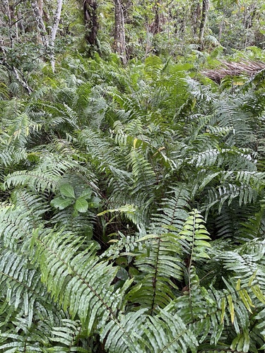 Nephrolepis biserrata iNat (3)