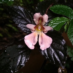 Impatiens sidikalangensis